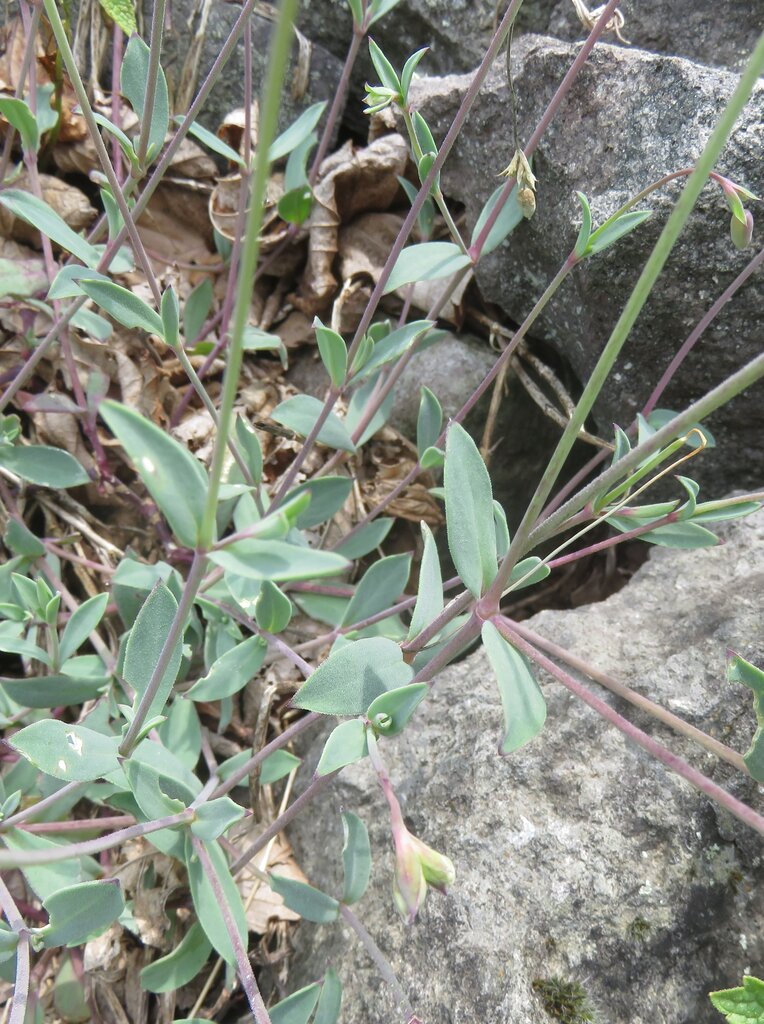 Изображение особи Oberna behen ssp. prostrata.