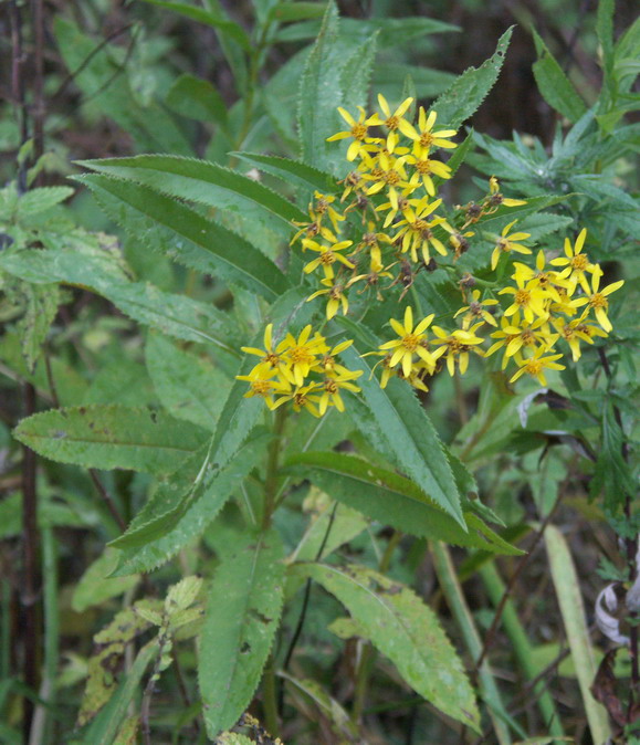 Image of Senecio sarracenicus specimen.