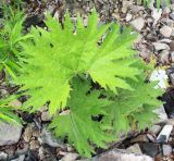 Petasites tatewakianus