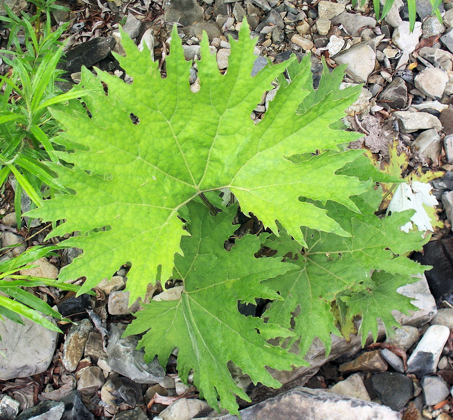 Изображение особи Petasites tatewakianus.