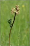 Filipendula vulgaris. Верхушка расцветающего растения. Чувашия, окр. г. Шумерля, ст. Кумашка, ж.-д. насыпь. 31 мая 2011 г.