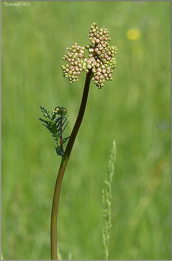 Изображение особи Filipendula vulgaris.