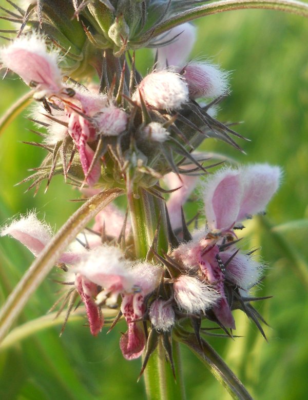 Изображение особи Leonurus glaucescens.