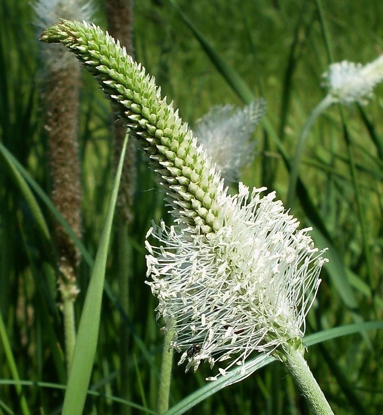 Image of Plantago urvillei specimen.