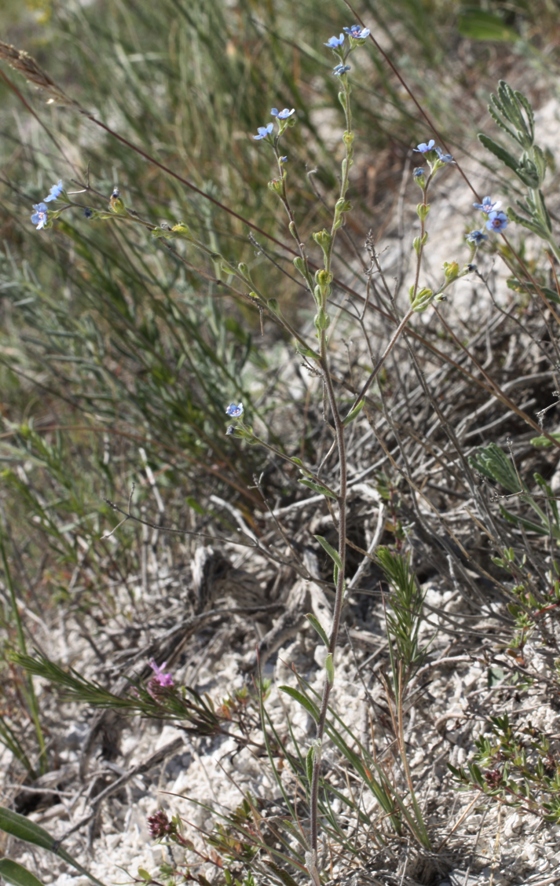 Image of Lappula barbata specimen.