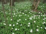 Anemone nemorosa. Покров ветреницы в черноольхово-елово-березовом сообществе в парке. Петергоф, начало мая.