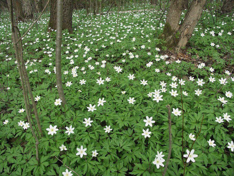 Image of Anemone nemorosa specimen.