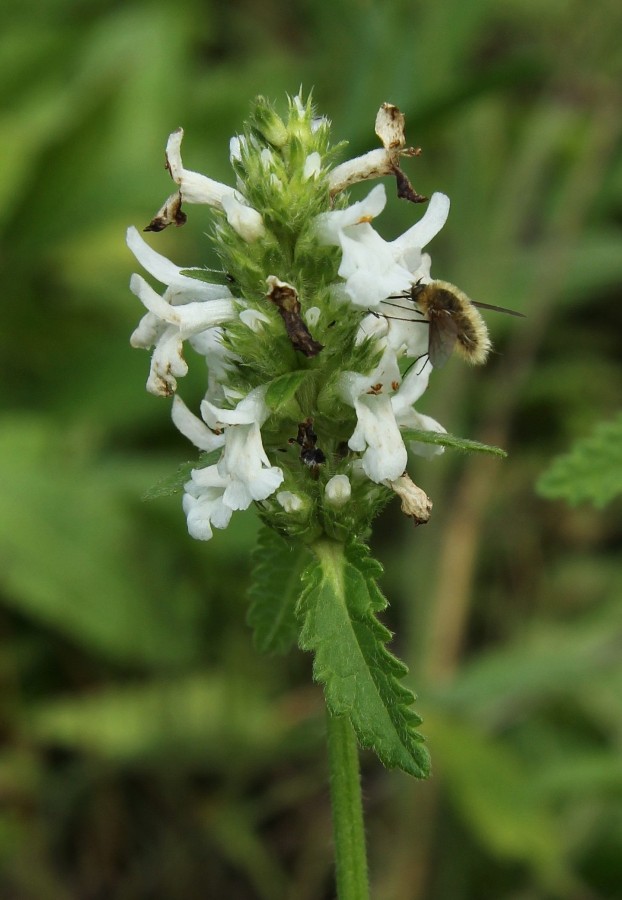 Изображение особи Betonica officinalis.