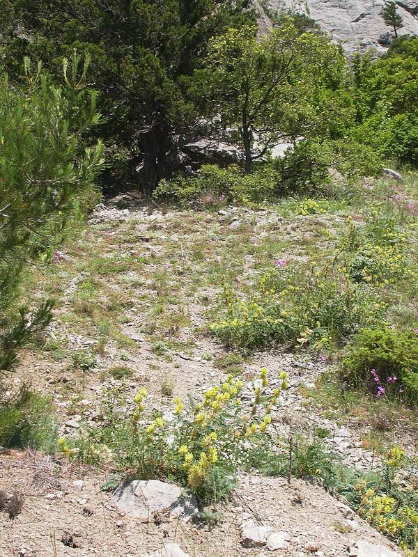 Image of Astragalus ponticus specimen.