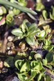 Veronica beccabunga subspecies muscosa. Растение в воде. Узбекистан, Чаткальский заповедник, ущ. Башкызылсай, правый склон, южная граница заповедника, родник у дороги. 19.03.2011.