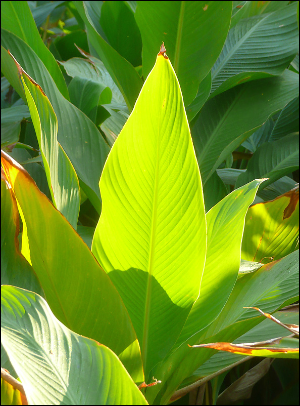 Изображение особи Canna indica.