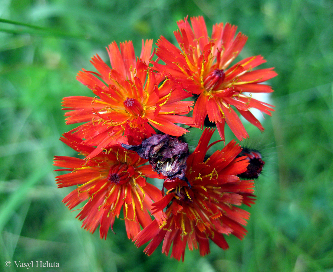 Изображение особи Pilosella aurantiaca.