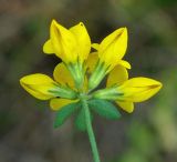 Lotus corniculatus. Соцветие. Московская обл., Серебрянопрудский р-н, склон террасы р. Кудесна. 16.09.2011.