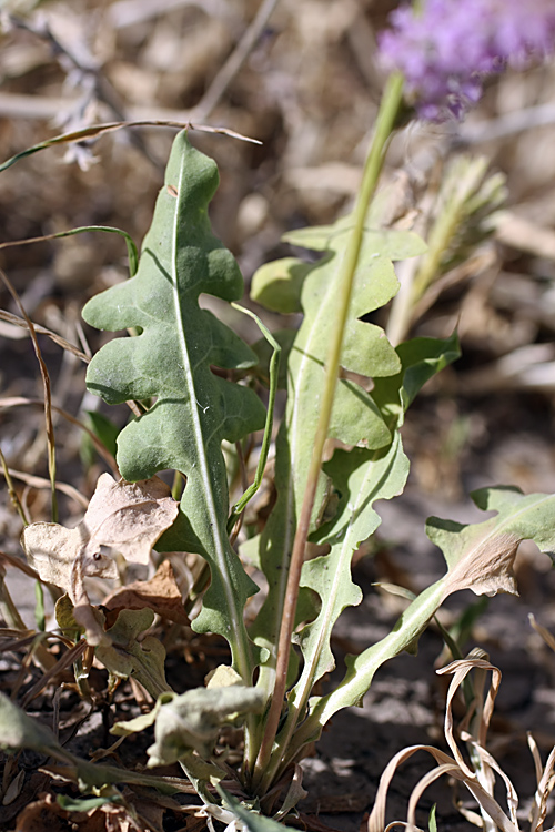 Изображение особи Psylliostachys suworowii.