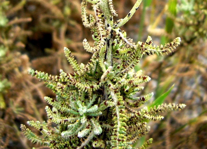 Изображение особи Achillea wilhelmsii.