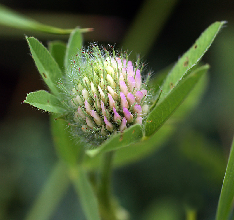 Изображение особи Trifolium pratense.