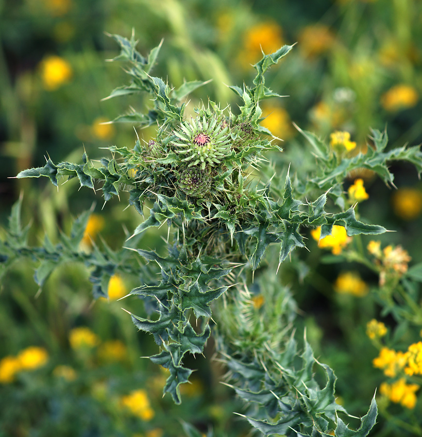 Изображение особи Carduus acanthoides.