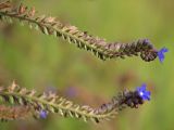 Anchusa procera