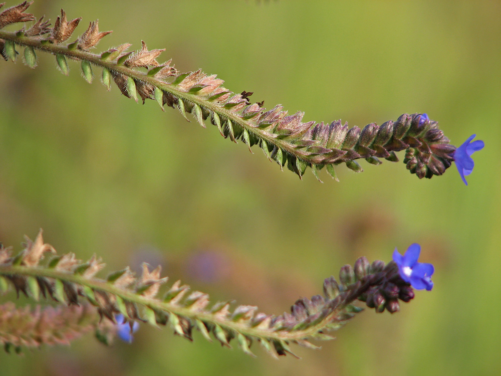 Image of Anchusa procera specimen.