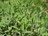 Salvia officinalis