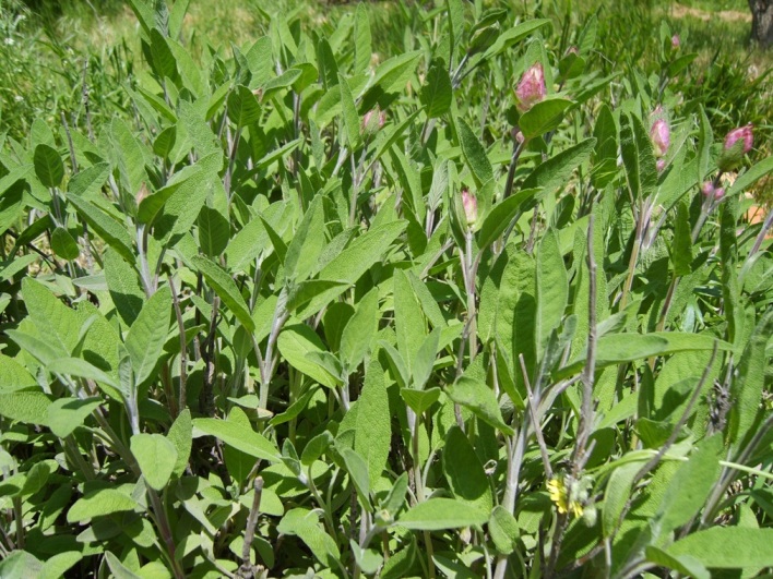 Image of Salvia officinalis specimen.