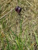 Fritillaria meleagroides. Цветущие растения. Казахстан, Костанайская обл., Аулиекольский р-н, урочище Аманкарагай.15.05.2011.