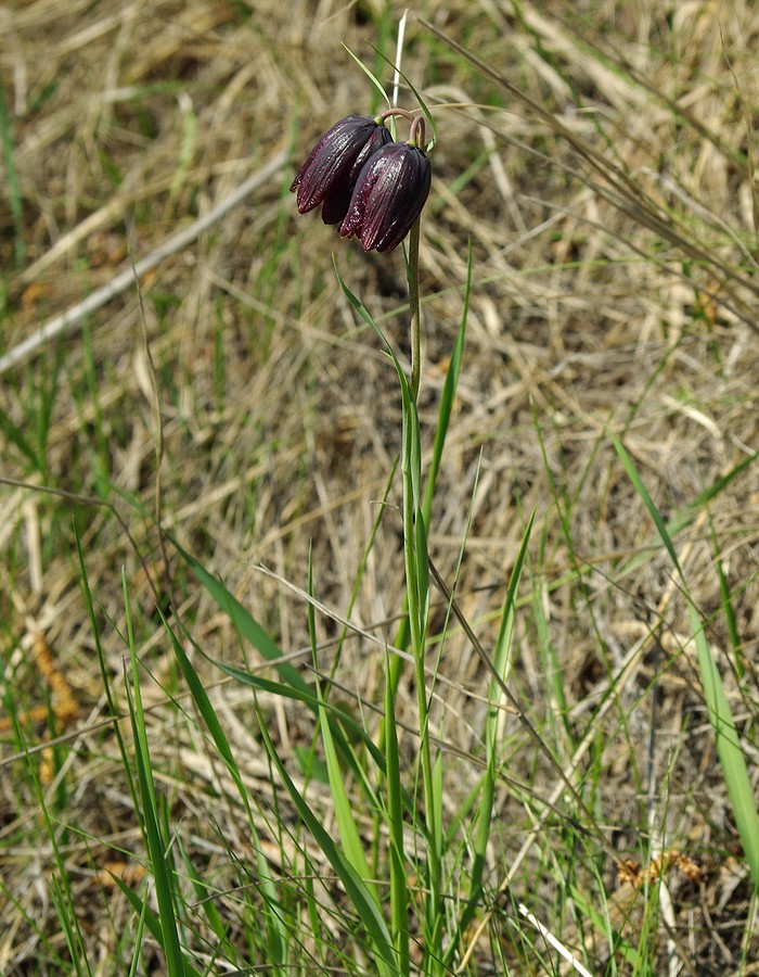 Изображение особи Fritillaria meleagroides.