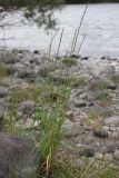 Elymus ircutensis. Плодоносящее растение на опушке сосняка к пойме р. Катуни. Алтай, окр. пос. Манжерок. 22.08.2009.