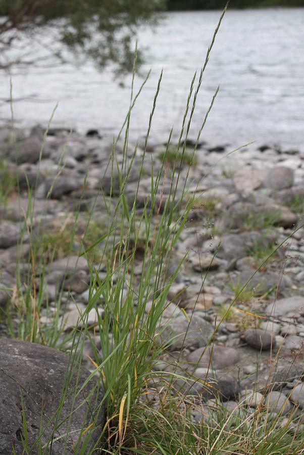 Изображение особи Elymus ircutensis.