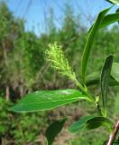 Salix pentandra. Молодой побег с женским соцветием. Окр. Архангельска, небольшой лес. 06.06.2011.