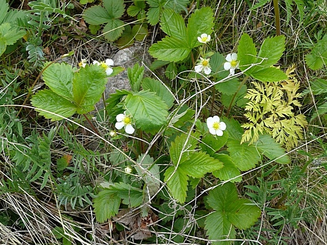 Изображение особи Fragaria vesca.