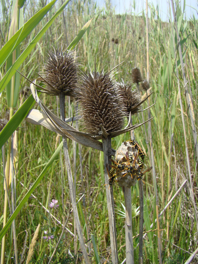 Изображение особи Dipsacus laciniatus.