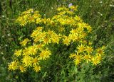 Senecio jacobaea. Соцветие. Чувашия, Моргаушский р-н, у дороги к дер. Шомиково. 12.07.2011.