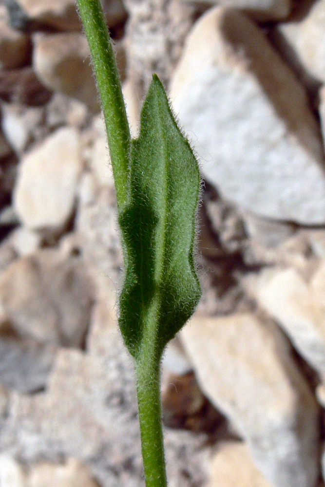 Изображение особи Hesperis matronalis.