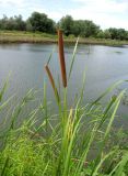 Typha angustifolia