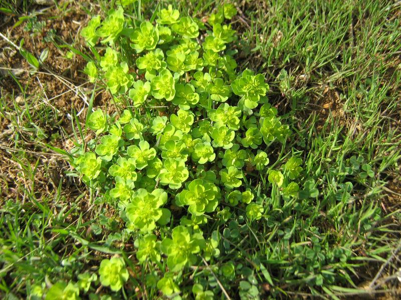 Image of Euphorbia helioscopia specimen.