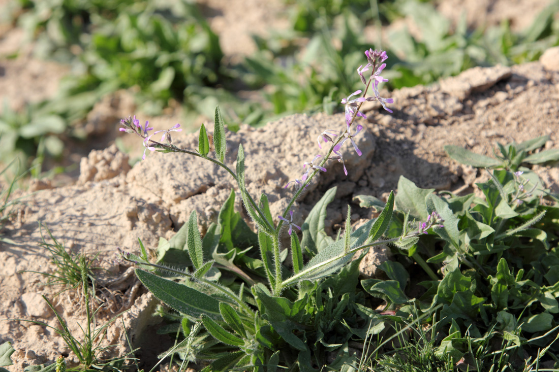 Изображение особи Strigosella turkestanica.