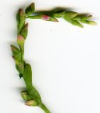 Image of taxon representative. Author is Николай Дегтярёв