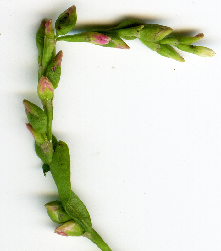 Image of Persicaria hydropiper specimen.