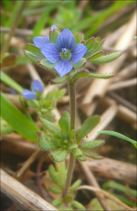 Изображение особи Veronica triphyllos.