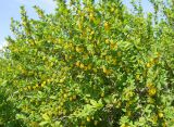 Berberis vulgaris