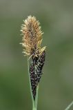 Carex orbicularis