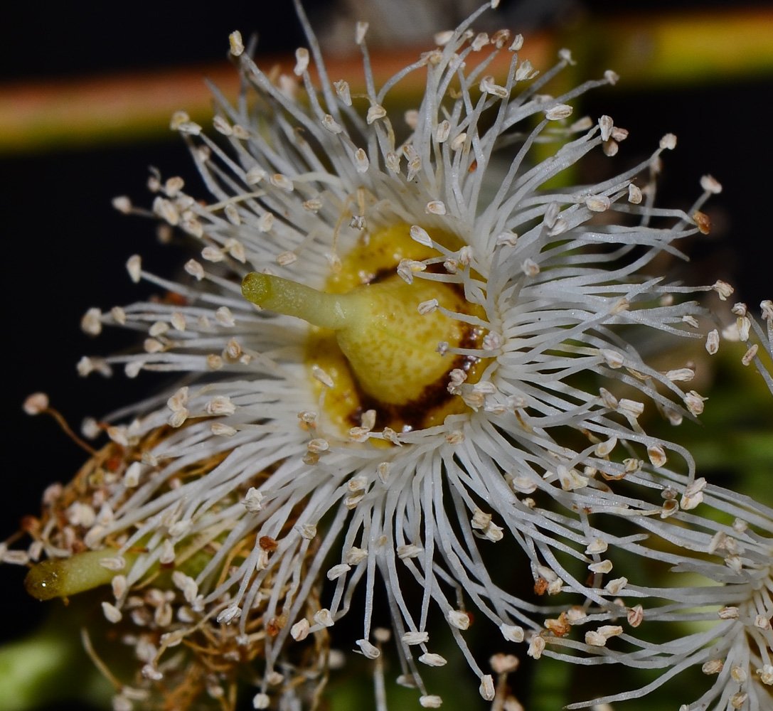 Image of Eucalyptus camaldulensis specimen.