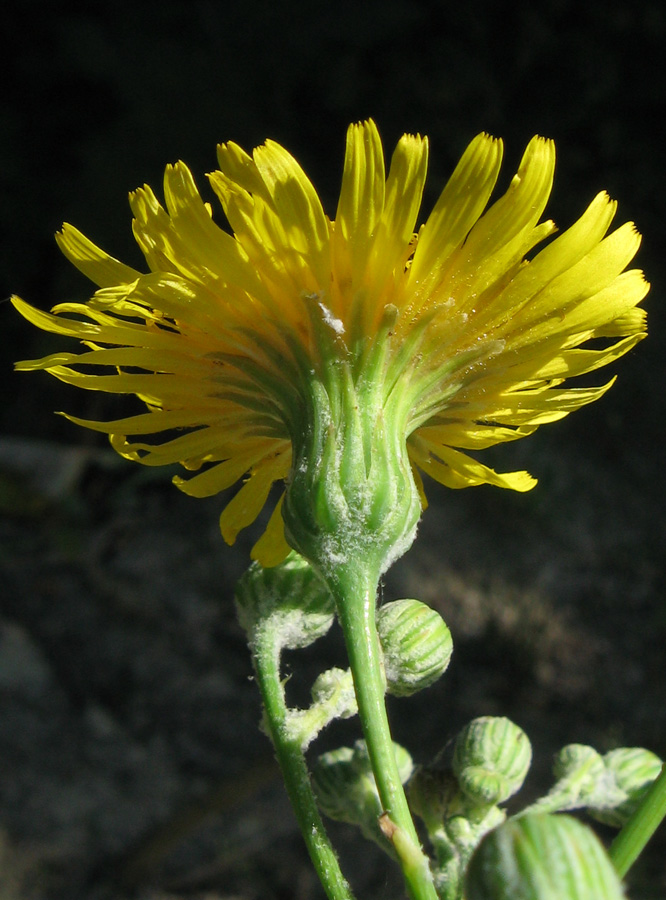 Изображение особи Sonchus arvensis.