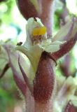 Orobanche hederae. Цветок. Абхазия, Гагрский р-н, окр. г. Пицунда, сосновая роща. 10.06.2012.