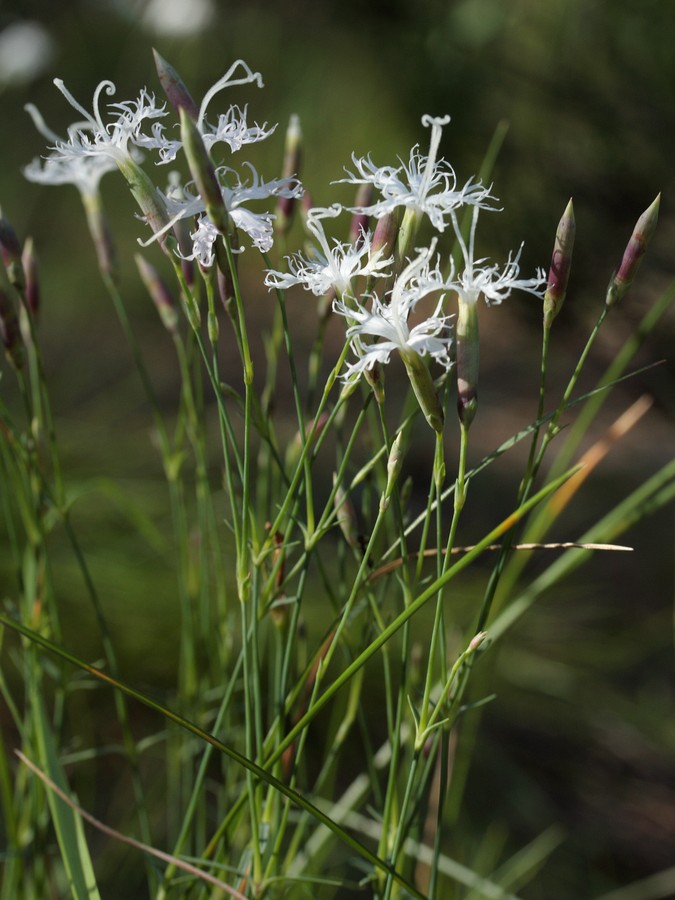 Изображение особи Dianthus borussicus.