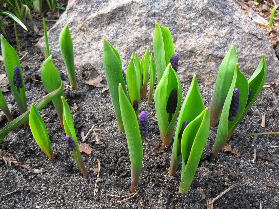 Изображение особи Muscari latifolium.