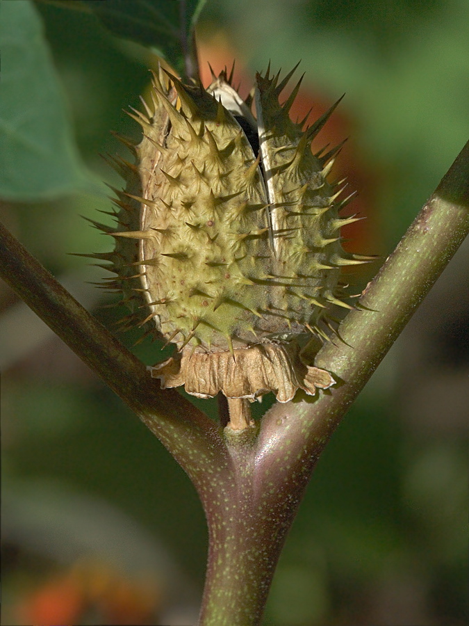 Image of Datura stramonium var. tatula specimen.