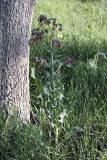Trachelanthus korolkowii. Цветущее растение. Южный Казахстан, хр. Боролдайтау, ущ. Кокбулак. 24.04.2012.