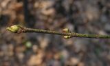 Euonymus verrucosus. Побег с почками. Курская обл., г. Железногорск, ур. Опажье. 14 апреля 2009 г.